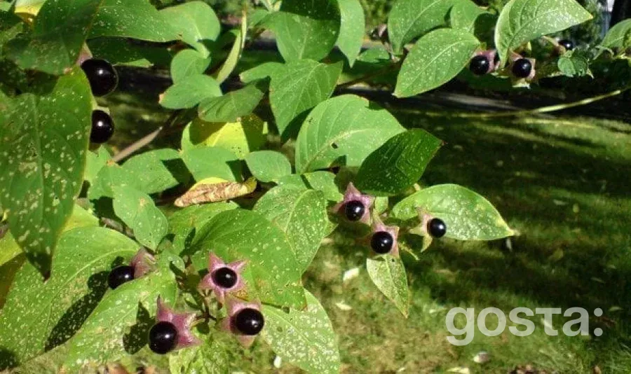 Беладонна, мандрагора та полин: як «відьомські» трави стали основою сучасних ліків?