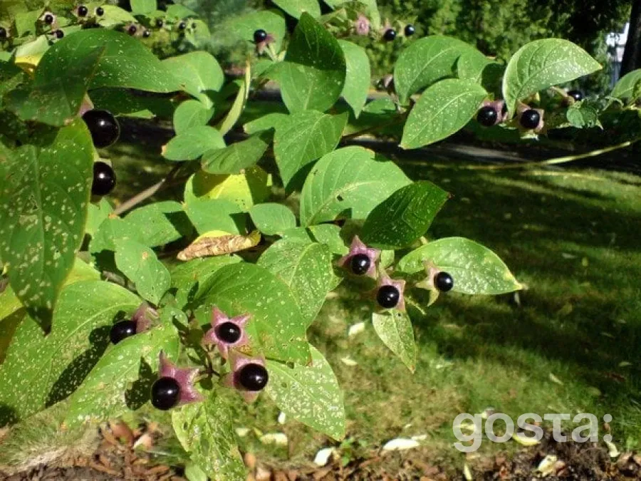 Беладонна, мандрагора та полин: як «відьомські» трави стали основою сучасних ліків?