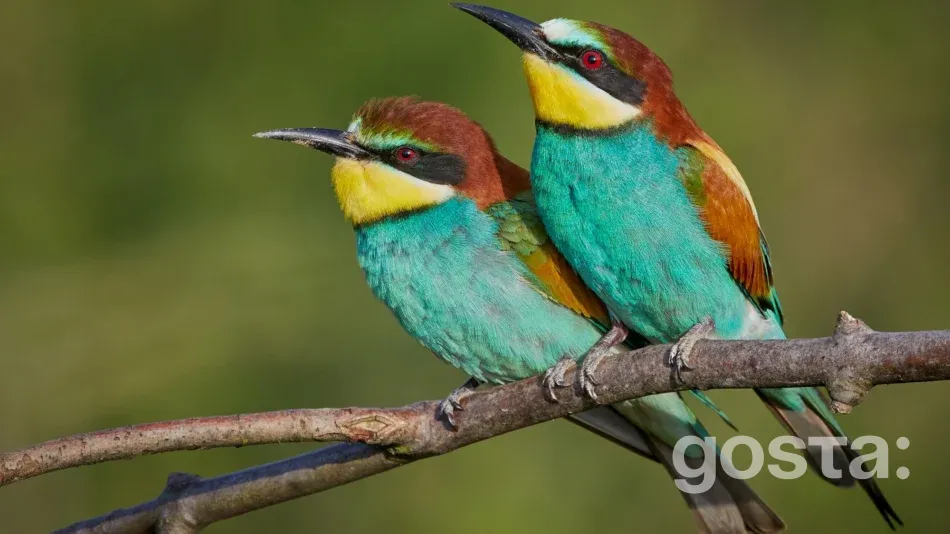 Птахи України – Бджолоїдка