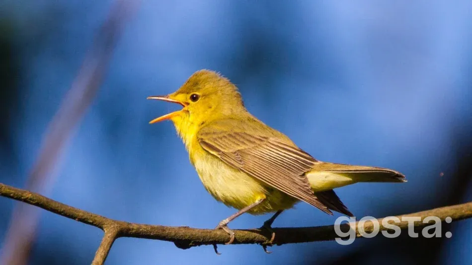 Птахи України Берестянка