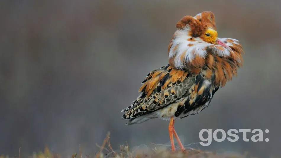 Птахи України Брижач