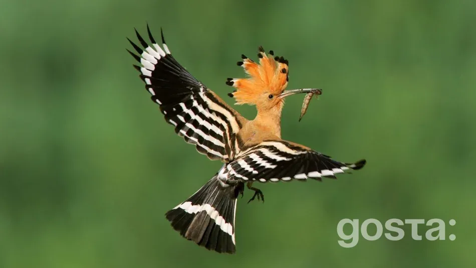 Птахи України Одуд