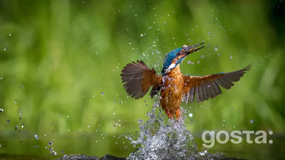 Птахи України