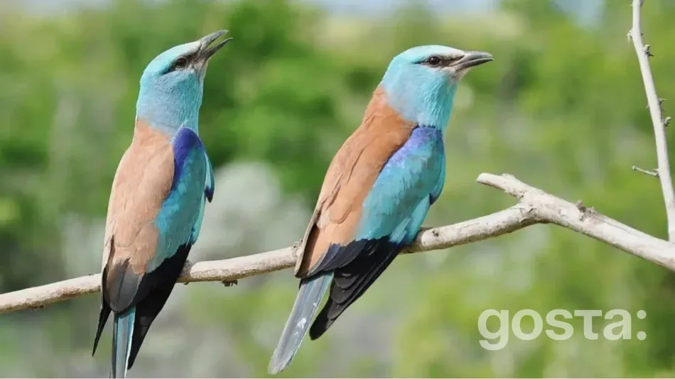 Птахи України Сиворакша