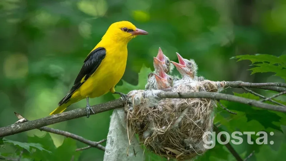 Птахи України Вивільга