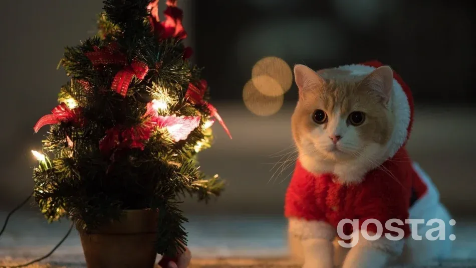 Головні свята у грудні