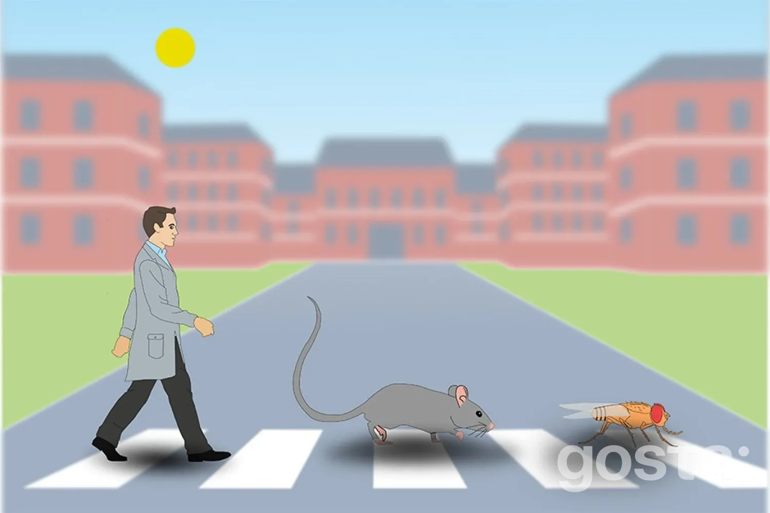 Баланс під час ходьби: MIT виявив спільну стратегію людей, мишей і плодових мушок – як мозок рятує від падінь?