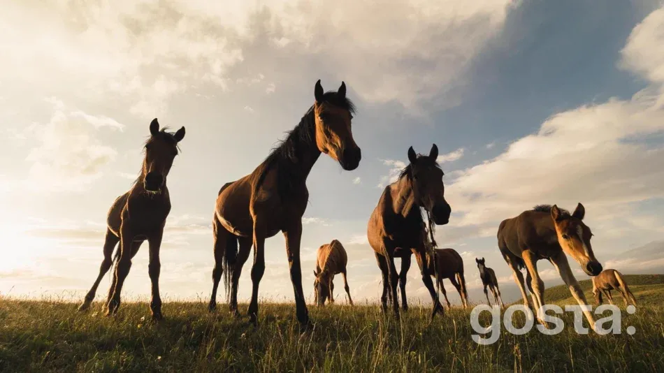 Національний день коня