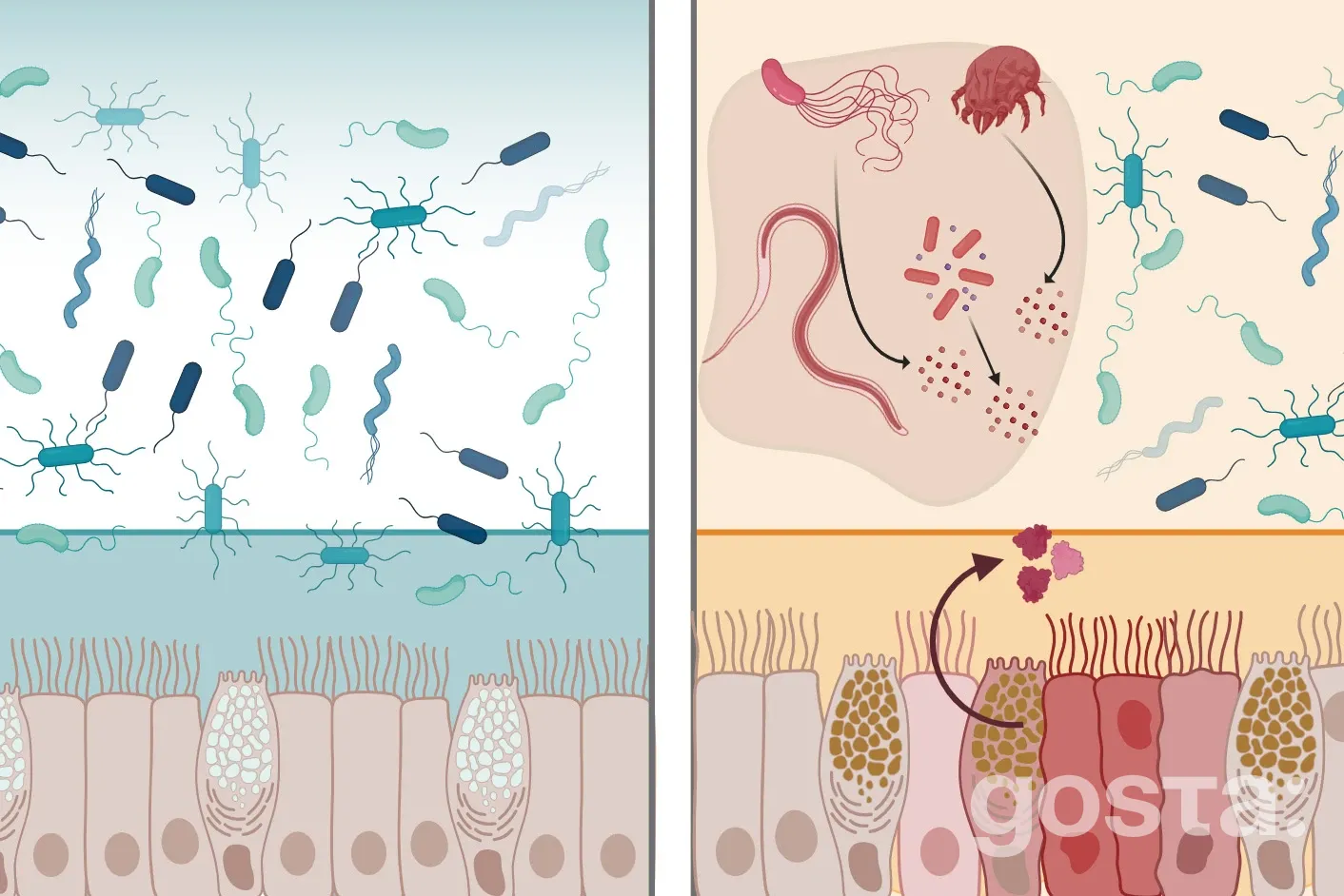 Інтелектин-2 зміцнює слизову та блокує бактерії ШКТ: чи стане природний білок новою антимікробною стратегією?