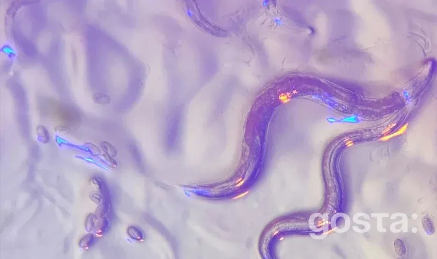 C. elegans і сучасна медицина: як міліметрова нематода веде науку до нових ліків та відкриттів?