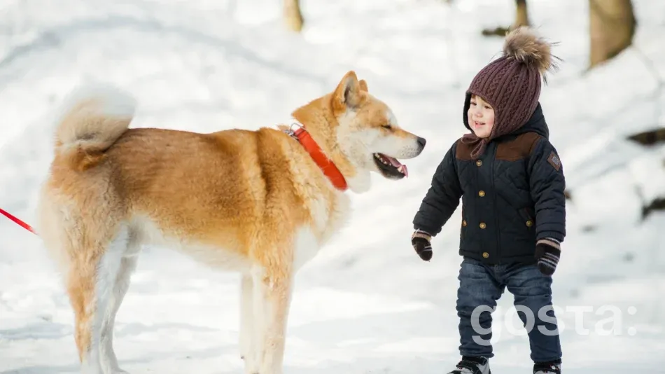 Порода акіта