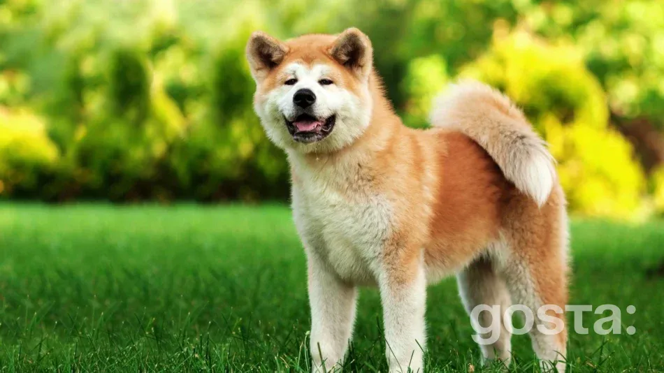 Порода акіта японська