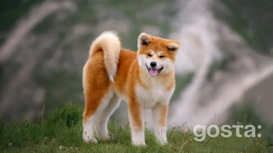 Порода акіта характер