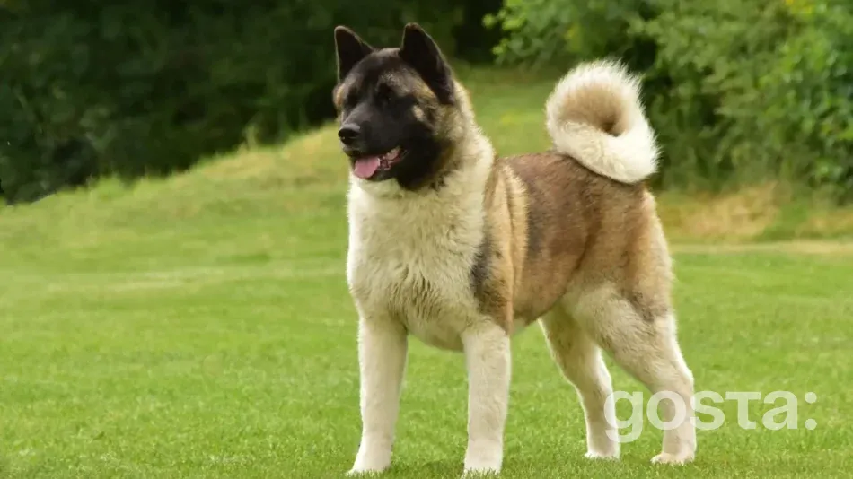 Порода акіта американська