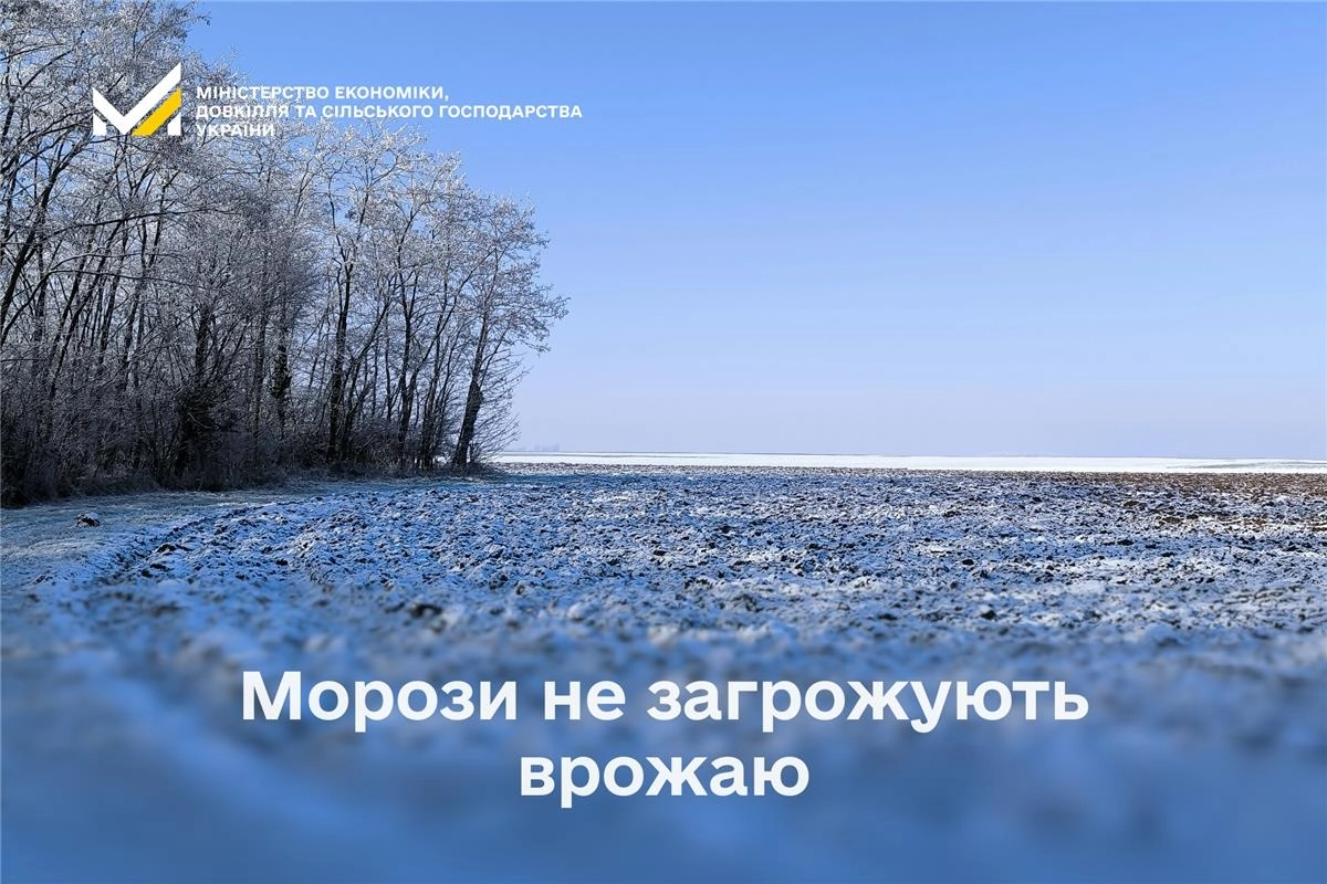 Засніжене поле взимку, мороз не зашкодить майбутньому врожаю, Україна зберігає стабільність озимих культур.