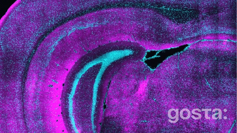 Розвиток мозку: нейрони SST запускають критичний період без зорового досвіду – нові дані MIT