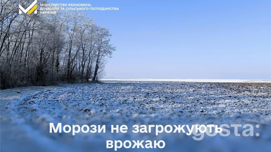 Морози не зірвуть врожай озимих: офіційний моніторинг, ціни на овочі та нові кредити для аграріїв